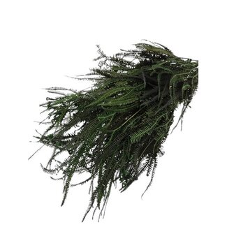 Casa Alegria Groen gebleekte en gepreserveerde Helecho | Lengte ± 60 centimeter | Gewicht ± 100 gram