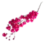 Cherry-coloured Bougainvillea dried flowers | Length ± 45 centimetres | Weight ± 35 grams