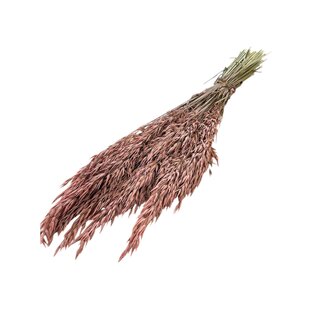 Dutch Dried Pink Misty Avena Hafer Trockenblumen | Länge ± 70 Zentimeter | Gewicht 150 Gramm
