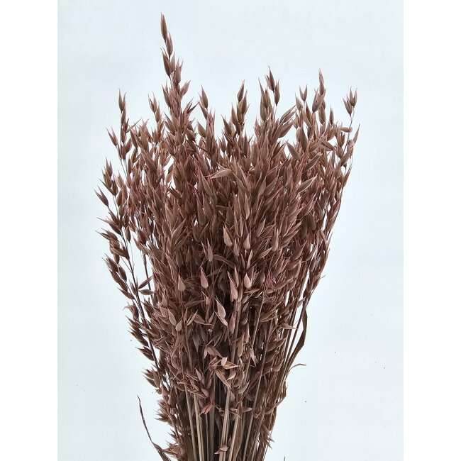 Pink Misty Avena Hafer Trockenblumen | Länge ± 70 Zentimeter | Gewicht 150 Gramm
