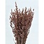 Avoine Brumeuse Rose Fleurs séchées | Longueur ± 70 centimètres | Poids 150 grammes