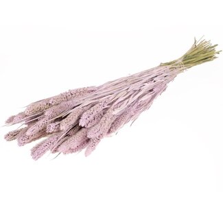 Dutch Dried Lilac Misty Setarea Trockenblumen | Länge ± 70 Zentimeter | Gewicht ± 150 Gramm