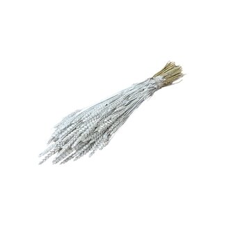 Dutch Dried White Misty Triticum - Blé séché | Longueur ± 70 centimètres | Poids ± 175 grammes