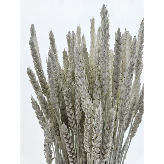 White Misty Triticum - Blé fleurs séchées | Longueur ± 70 centimètres | Poids ± 175 grammes