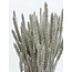 White Misty Triticum - Wheat dried flowers | Length ± 70 centimetres | Weight ± 175 grams