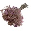 Roze Mix Gypsophila droogbloemen | Gepreserveerd Gipskruid | Lengte ± 65 centimeter | Per 100 gram