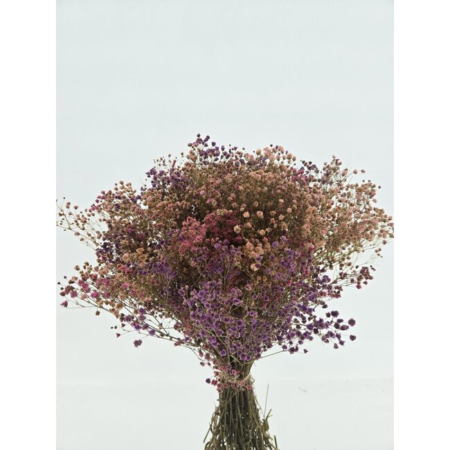Pink Mix Gypsophila dried flowers | Preserved Baby's Breath | Length ± 65 centimetres | Per 100 grams