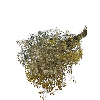 Casa Alegria Gelb-weiße Mischung Gypsophila Trockenblumen | Konserviertes Schleierkraut | Länge ± 65 Zentimeter | Pro 100 Gramm