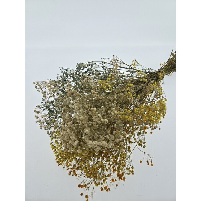 Geel-witte Mix Gypsophila droogbloemen | Gepreserveerd Gipskruid | Lengte ± 65 centimeter | Per 100 gram