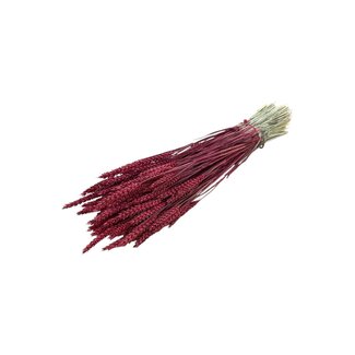 Dutch Dried Roter Triticum - Weizen Trockenblumen | Länge ± 70 Zentimeter | Gewicht ± 175 Gramm