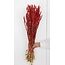 Red Triticum - Wheat dried flowers | Length ± 70 centimetres | Weight ± 175 grams
