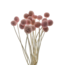 Craspedia séchées blanchies rose | Longueur ± 50 centimètres | Par 20 tiges