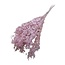 Roze gepreserveerde Ruscus droogbloemen | Lengte ± 65 centimeter | Gewicht ± 100 gram