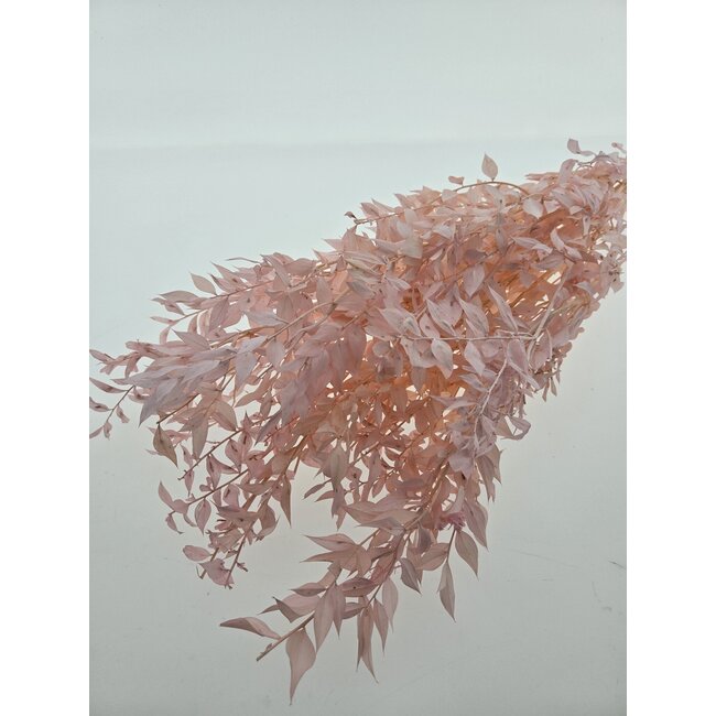 Roze gepreserveerde Ruscus droogbloemen | Lengte ± 65 centimeter | Gewicht ± 100 gram
