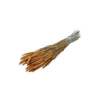 Dutch Dried Intense orange Triticum - Wheat dried flowers | Length ± 70 centimetres | Weight ± 175 grams