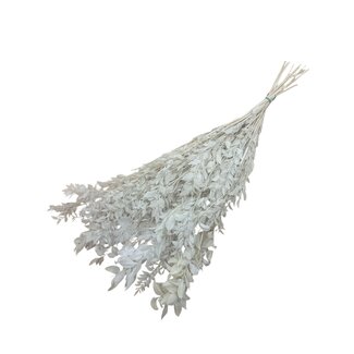 Casa Alegria White bleached and preserved Ruscus dried flowers | Length ± 65 centimetres | Weight ± 100 grams