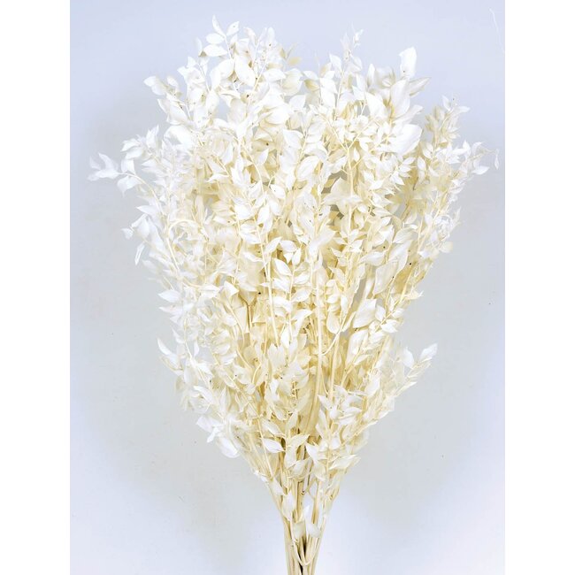 White bleached and preserved Ruscus dried flowers | Length ± 65 centimetres | Weight ± 100 grams