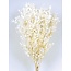 White bleached and preserved Ruscus dried flowers | Length ± 65 centimetres | Weight ± 100 grams