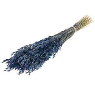 Dutch Dried Blaue Avena Hafer Trockenblumen | Länge ± 70 Zentimeter | Gewicht 150 Gramm