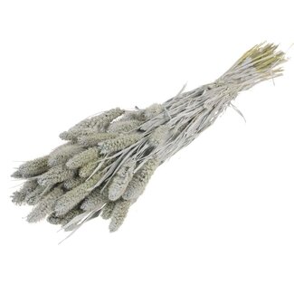 Dutch Dried Grey Misty Setarea droogbloemen | Lengte ± 70 centimeter | Gewicht ± 150 gram