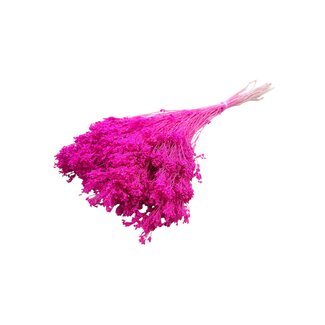 Dolce Vita Donkerroze Broom Bloom droogbloemen | Lengte ± 50 centimeter | Gewicht 100 gram