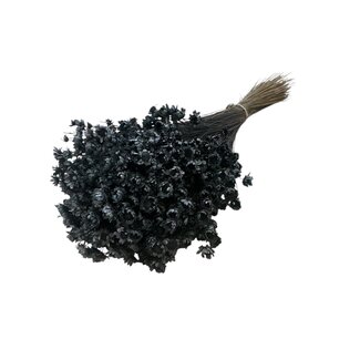 Casa Alegria Schwarze Glixia Trockenblumen | Länge ± 50 Zentimeter | Gewicht ± 50 Gramm