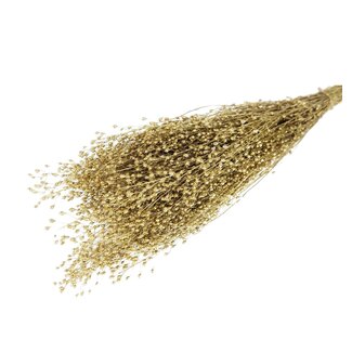 Dutch Dried Goudkleurige Lepidium droogbloemen | Lengte ± 50 centimeter | Gewicht ± 75 gram