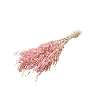 Casa Alegria Rosa gebleichte Avena Salvaje Wilde Hafer Trockenblumen | Länge ± 70 Zentimeter | Gewicht 150 Gramm