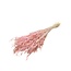 Roze gebleekte Avena Salvaje Wilde Haver droogbloemen | Lengte ± 70 centimeter | Gewicht 150 gram
