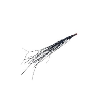 Dutch Dried Branches de bouleau noir | Longueur ± 60 centimètres | Par 10 branches