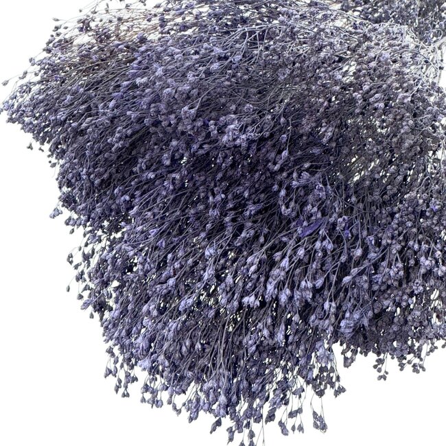Purple-blue Broom Bloom dried flowers | Length ± 50 centimetres | Weight 100 grams