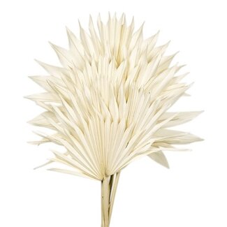 Casa Alegria White bleached Palm Sun branches | Length ± 60 centimetres | Per 5 branches