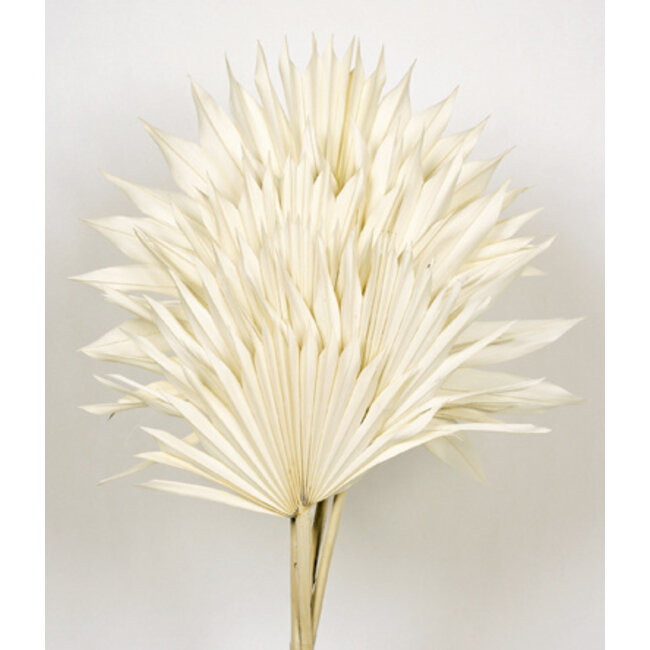 White bleached Palm Sun branches | Length ± 60 centimetres | Per 5 branches