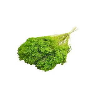 Dolce Vita Fleurs séchées Broom Bloom vert clair | Longueur ± 45 centimètres | Poids 100 grammes