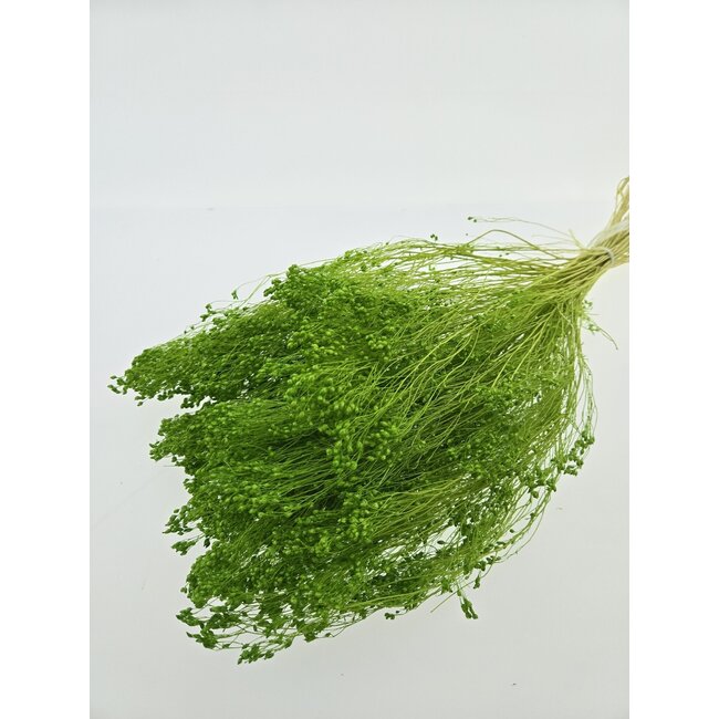 Light green Broom Bloom dried flowers | Length ± 45 centimetres | Weight 100 grams