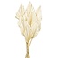 Wit gebleekte Palm Spear takken | Lengte ± 50 centimeter | Per 10 takken