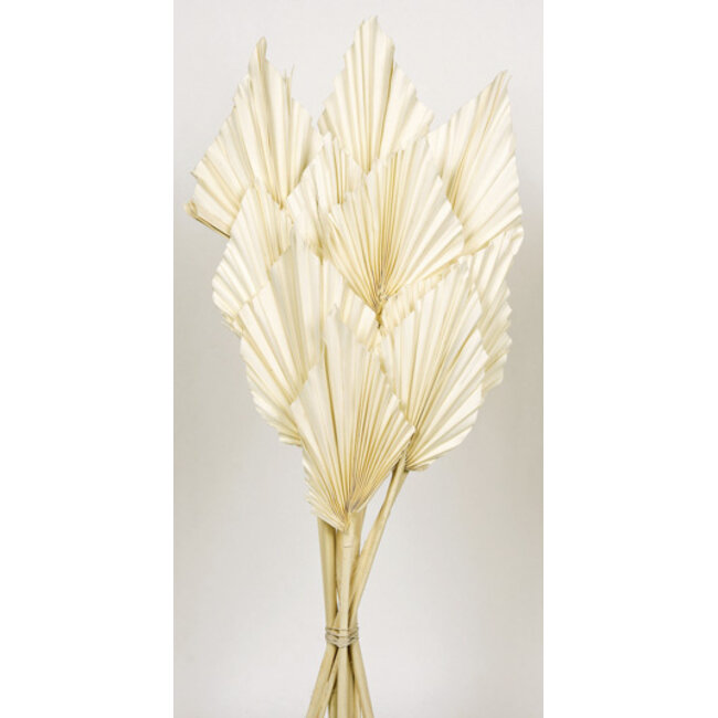 White bleached Palm Spear branches | Length ± 50 centimetres | Per 10 branches