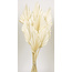 Palmes de lance blanchies | Longueur ± 50 centimètres | Par 10 branches