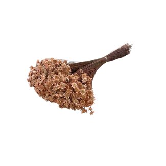 Casa Alegria Lachsfarbene Glixia Trockenblumen | Länge ± 50 Zentimeter | Gewicht ± 50 Gramm