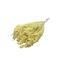 Bloom de Broom jaune fleurs séchées | Longueur ± 45 centimètres | Poids 100 grammes
