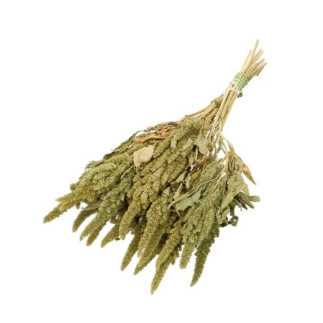 Natürliche grüne Amaranthus Cruentus Trockenblumen | Länge ± 60 Zentimeter | Gewicht ± 125 Gramm