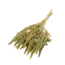 Natural green Amaranthus Cruentus dried flowers | Length ± 60 centimetres | Weight ± 125 grams