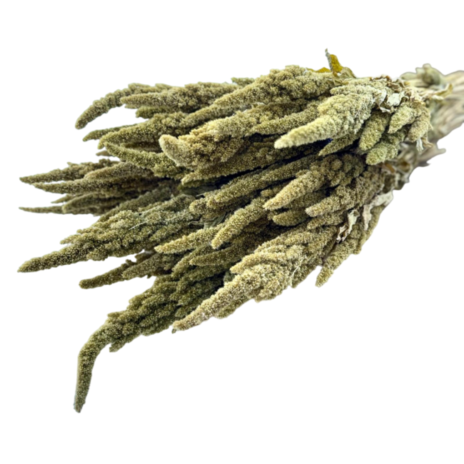Naturel groene Amaranthus Cruentus droogbloemen | Lengte ± 60 centimeter | Gewicht ± 125 gram