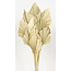 Naturelle Palm Spear branches | Longueur ± 50 centimètres | Par 10 branches