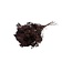 Brown Broom Bloom dried flowers | Length ± 45 centimetres | Weight 100 grams