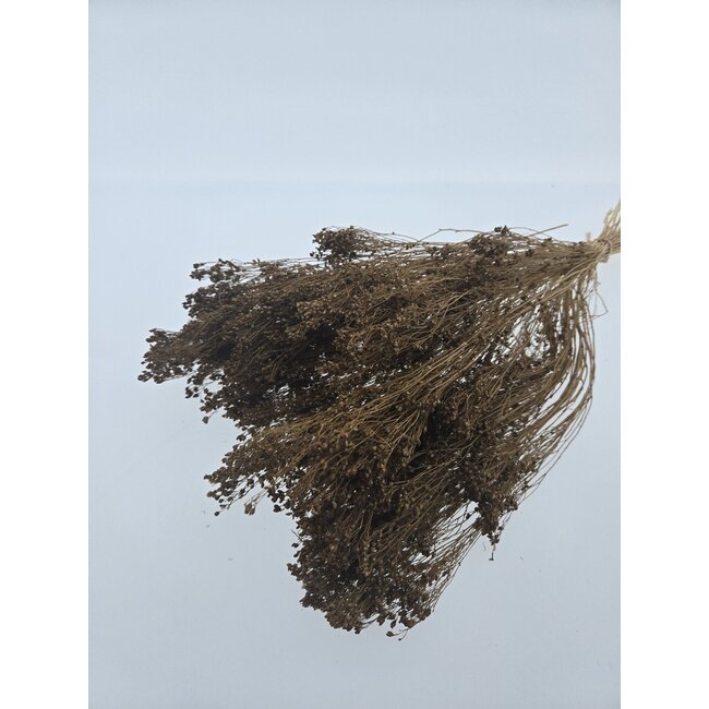 Brown Broom Bloom dried flowers | Length ± 45 centimetres | Weight 100 grams
