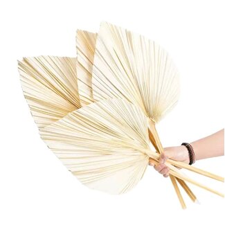 Casa Alegria Wit gebleekte Palm Spear Gigante | Lengte ± 50 centimeter | Per 3 takken