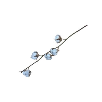 Dutch Dried Naturelle katoentakken | 4 - 5 witte katoenbollen per tak | ± Lengte 45 centimeter