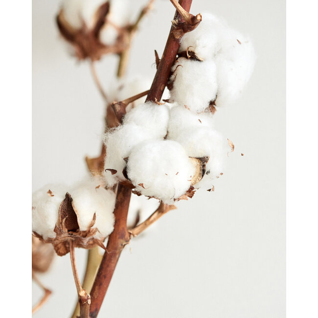 Natural cotton branches | 4 - 5 white cotton bolls per branch | ± Length 45 centimetres