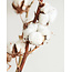 Branches de coton naturelles | 4 - 5 boules de coton blanches par branche | ± Longueur 45 centimètres